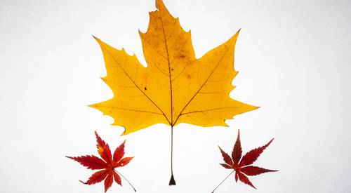 A visual chart showing family loyalty point balances for Canadian rewards programs