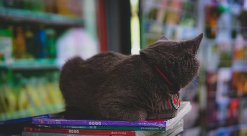 Pet owner using a mobile coupon at Global Pet Foods checkout in Canada