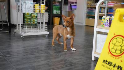 Dog owner scanning loyalty card at pet store checkout in Canada