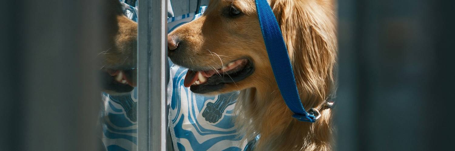 Golden retriever and owner using a pet store loyalty card in a Canadian aisle
