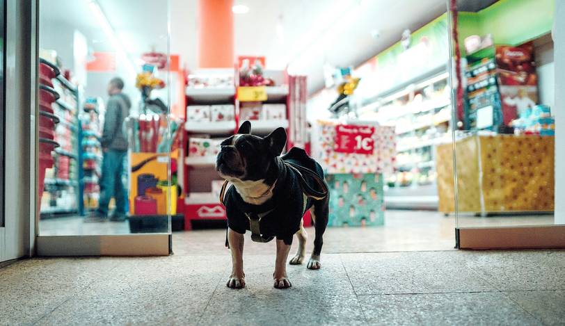 Canadian shopper holding pet coupons in dog and cat food aisle