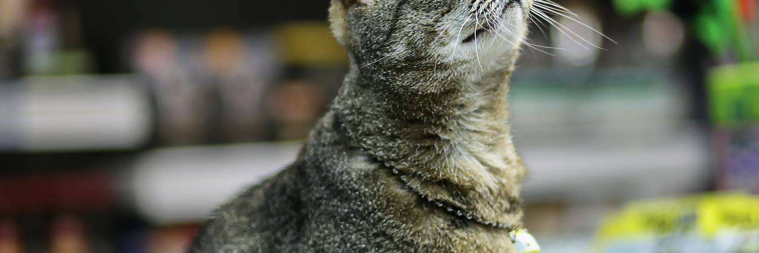 Pet owner shopping at a Canadian PetSmart store using coupons for pet supplies