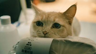 Freshly printed pet food coupon beside home printer