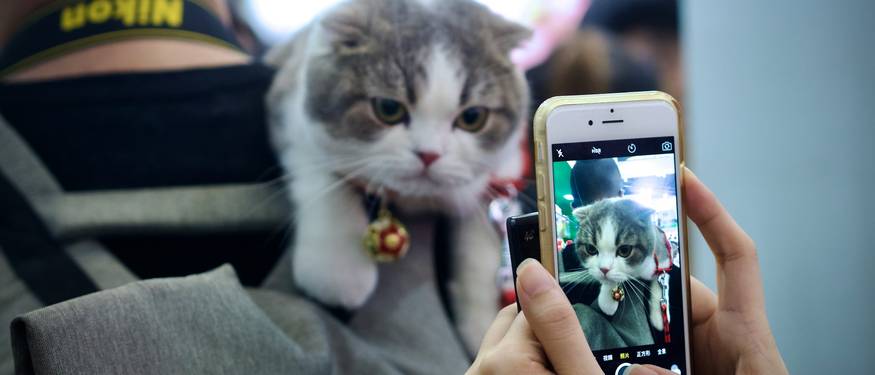 Pet owner using phone to redeem digital coupon at Ren’s Pets checkout